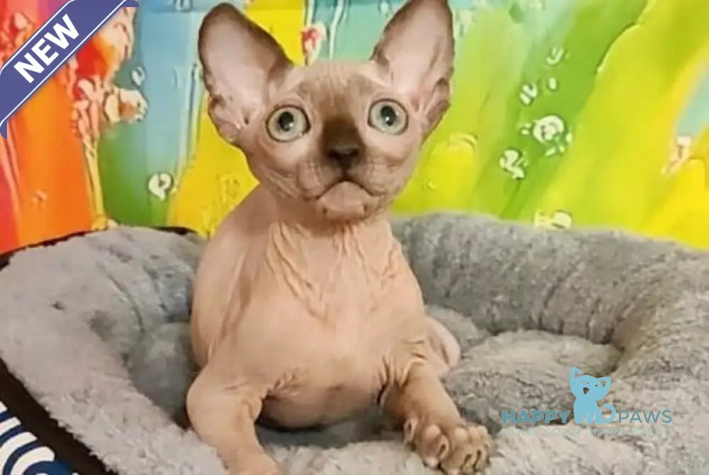 Nancy Canadian Sphynx female chocolate pointed live animals