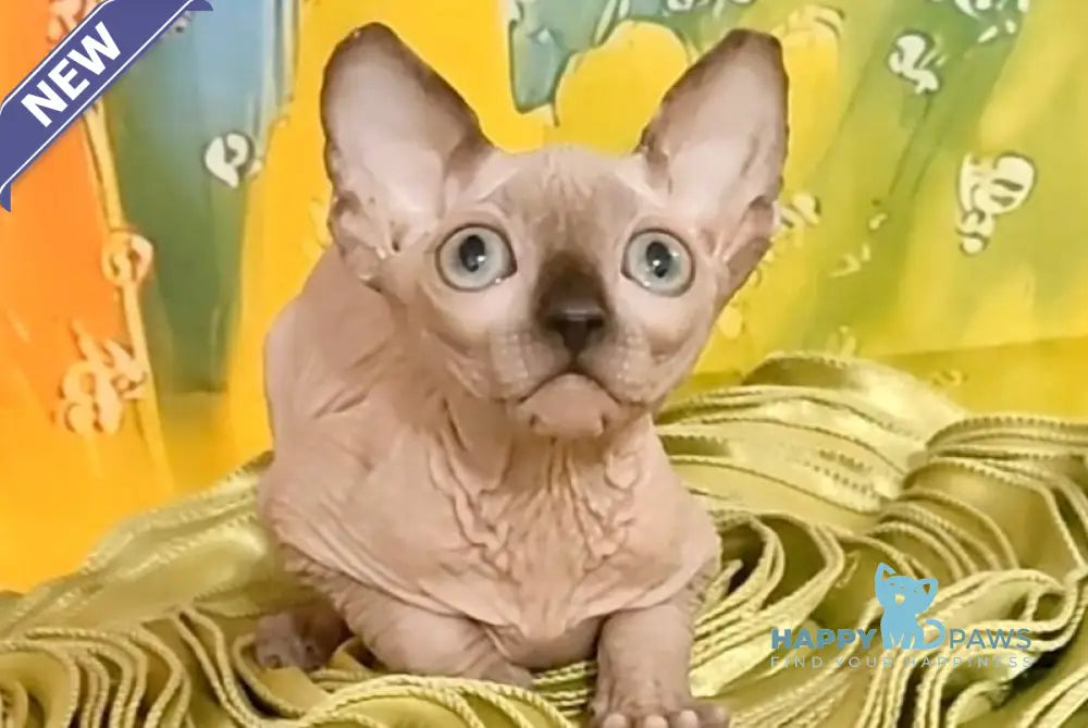 Nancy Canadian Sphynx female chocolate pointed live animals