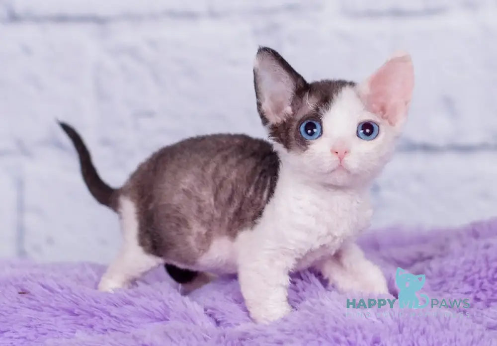 Nancy Devon Rex female black bicolour live animals
