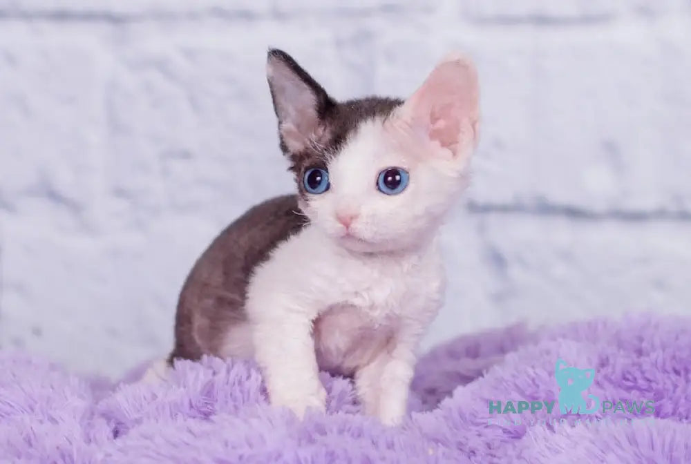 Nancy Devon Rex female black bicolour live animals