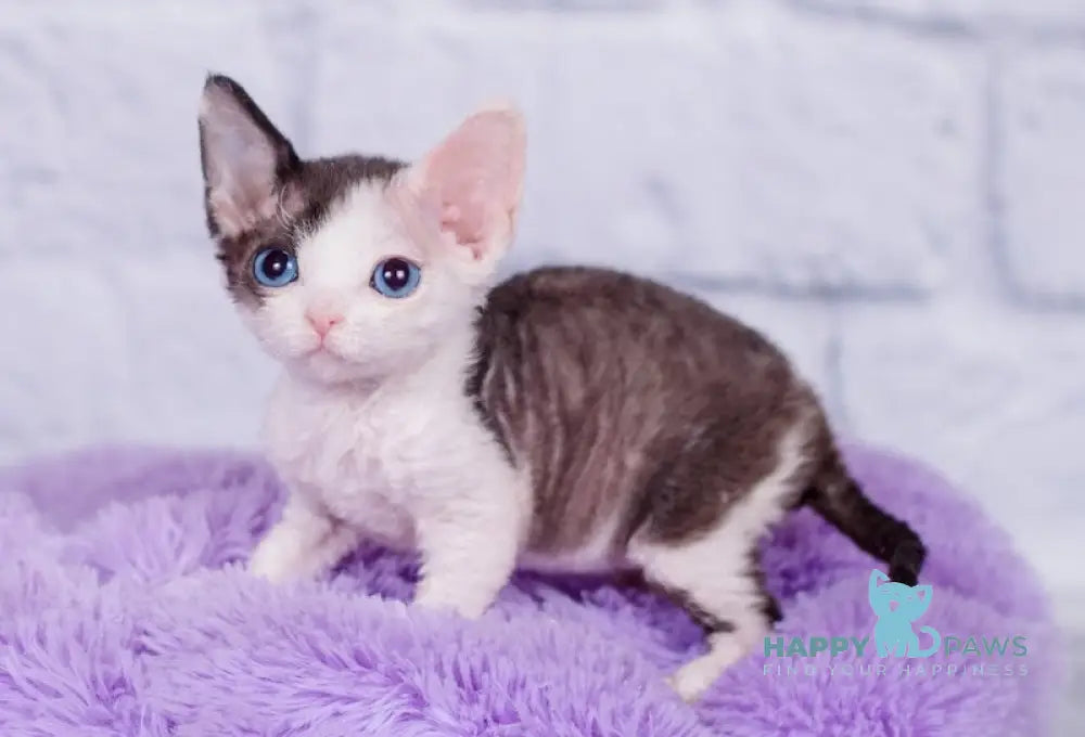 Nancy Devon Rex female black bicolour live animals