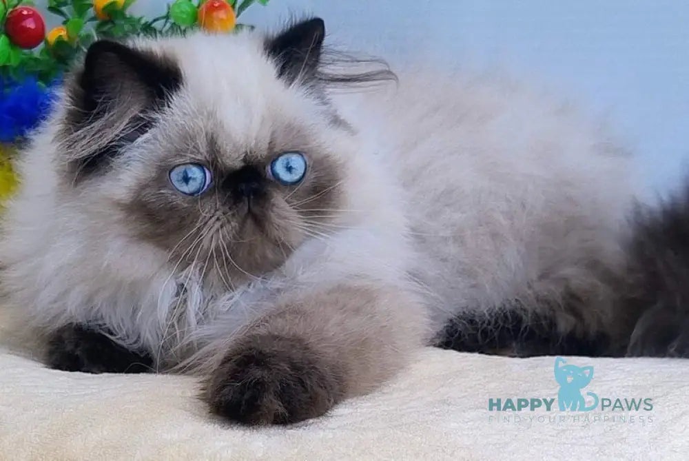 Nancy Persian female black pointed live animals