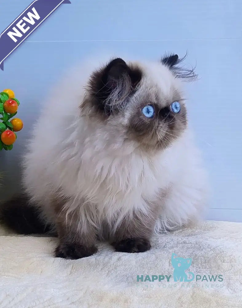 Nancy Persian female black pointed live animals