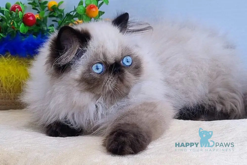 Nancy Persian female black pointed live animals