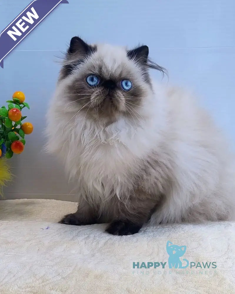 Nancy Persian female black pointed live animals