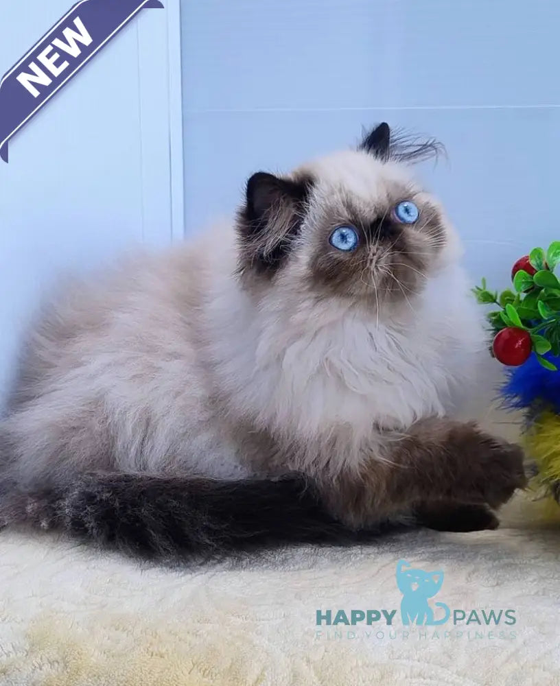 Nancy Persian female black pointed live animals