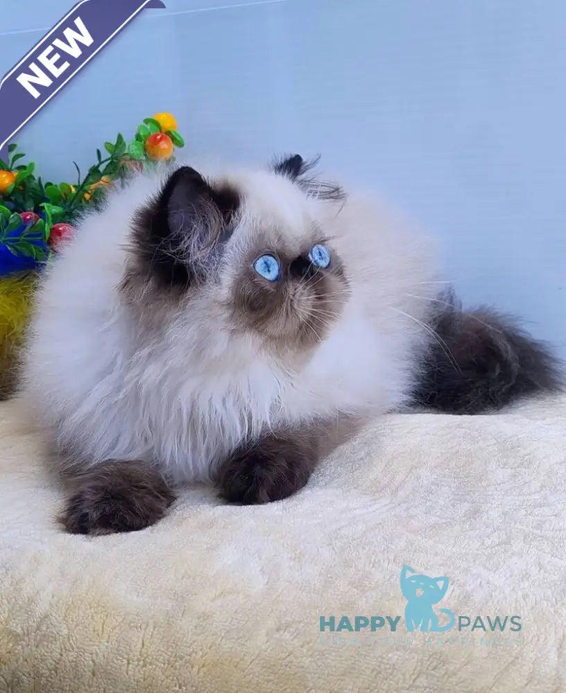 Nancy Persian female black pointed live animals