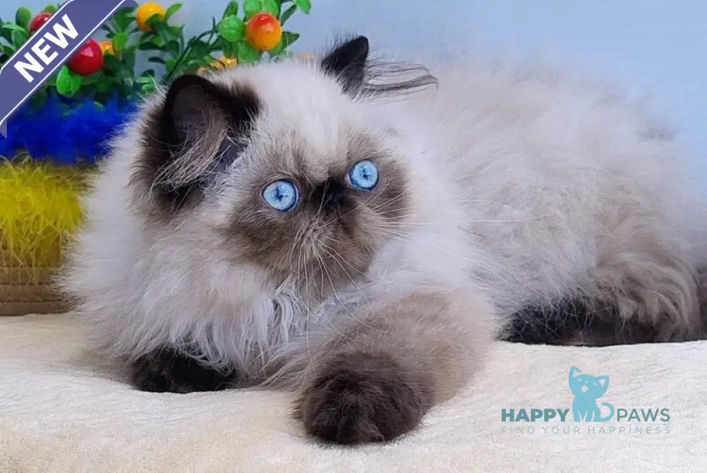 Nancy Persian female black pointed live animals