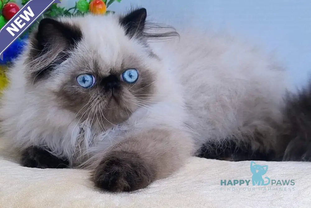 Nancy Persian female black pointed live animals