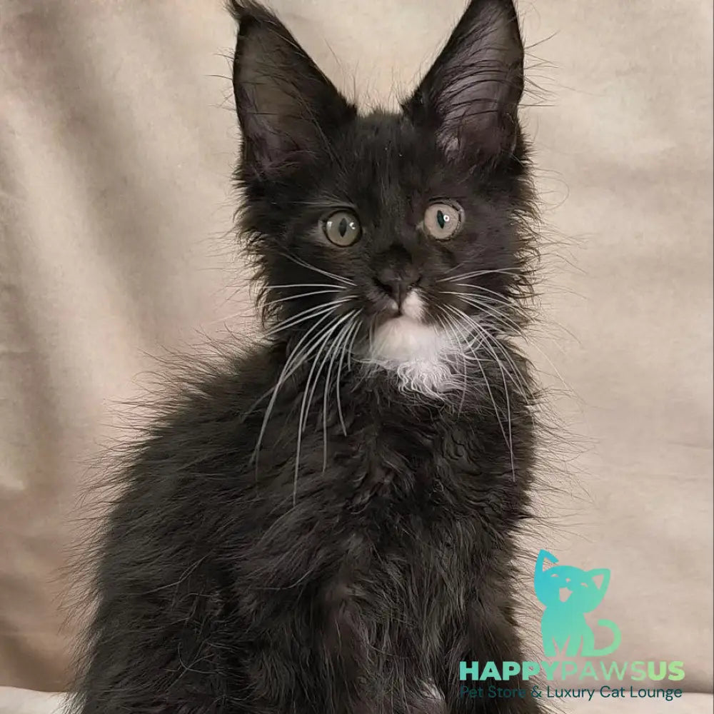 Nandi Maine Coon male black with white - live animals