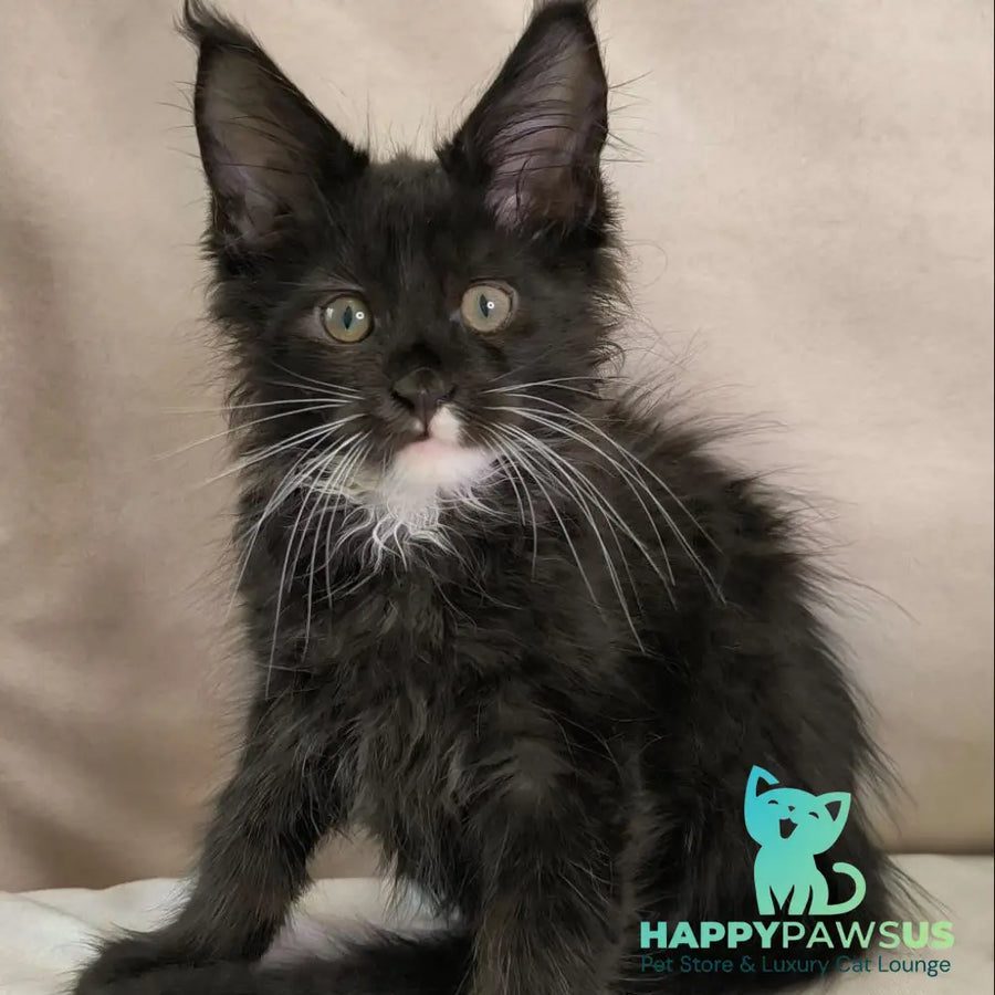 Nandi Maine Coon male black with white - live animals