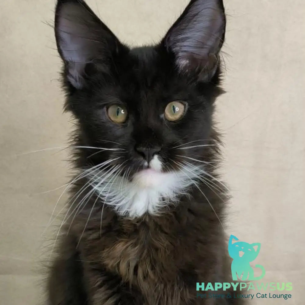 Nandi Maine Coon male black with white - live animals