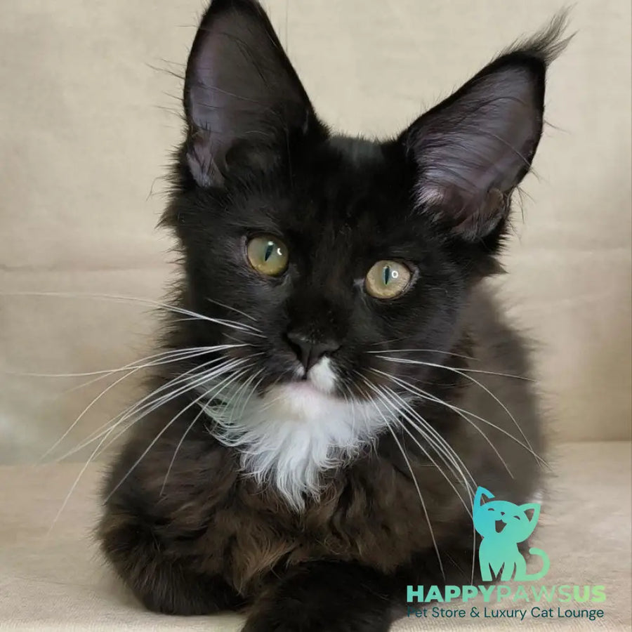 Nandi Maine Coon male black with white - live animals