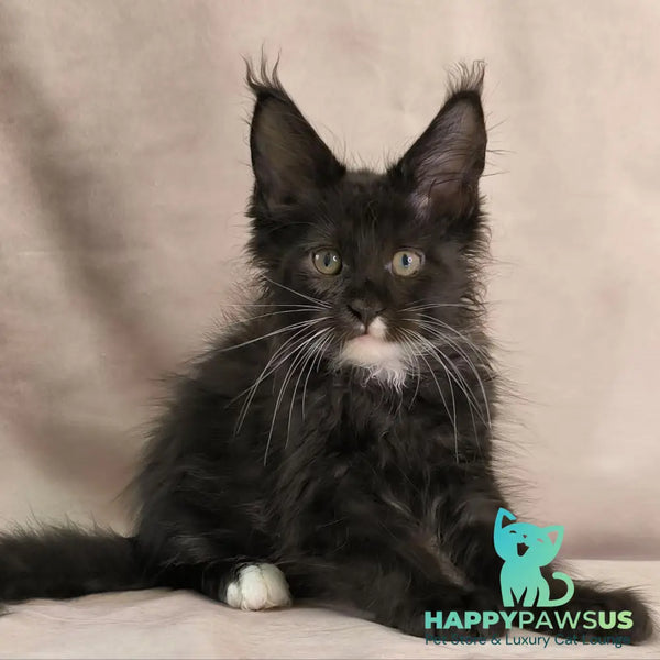 Nandi Maine Coon male black with white - live animals