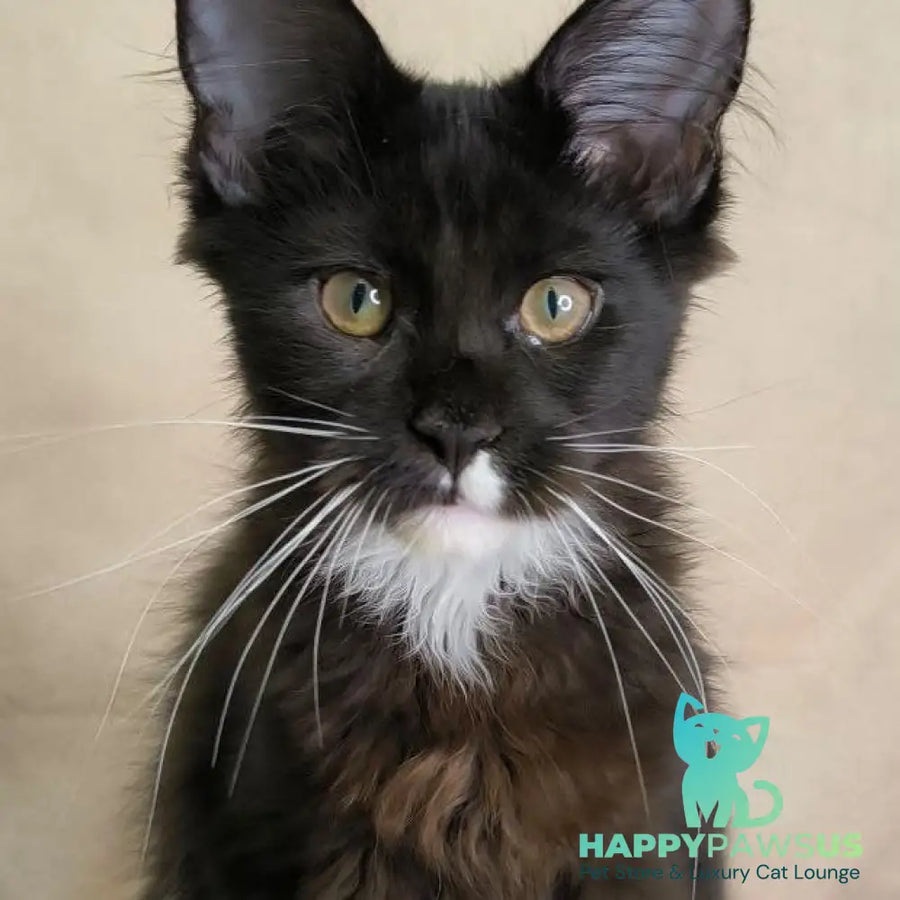 Nandi Maine Coon male black with white - live animals