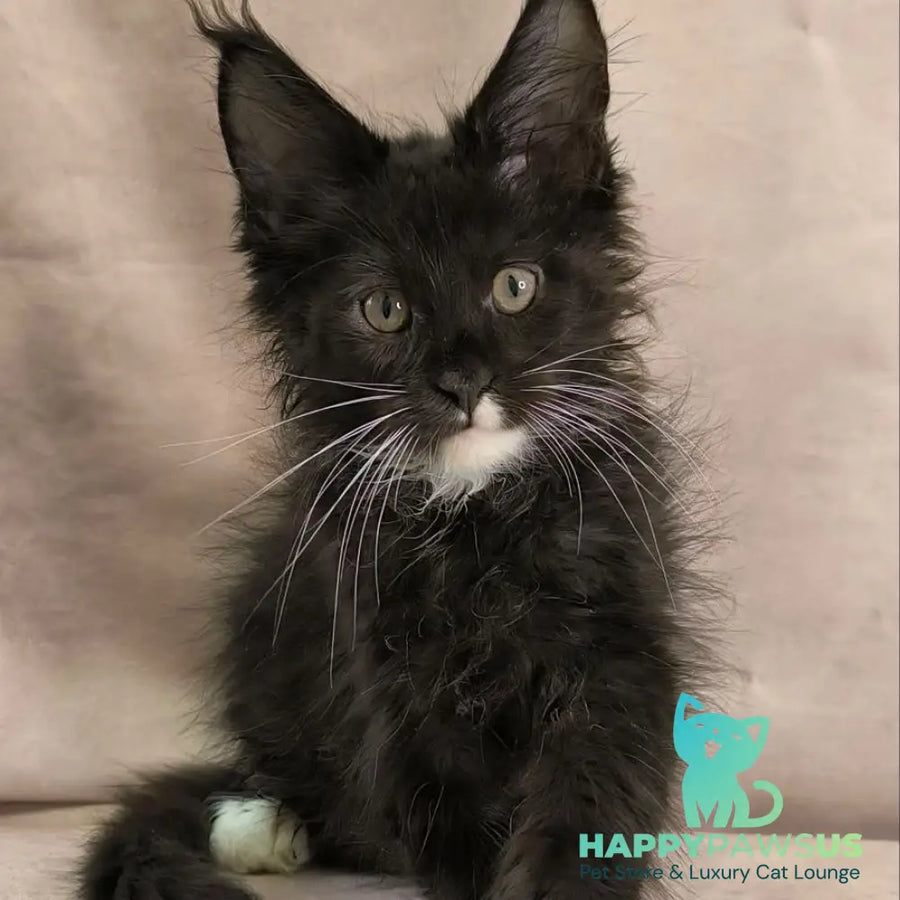 Nandi Maine Coon male black with white - live animals
