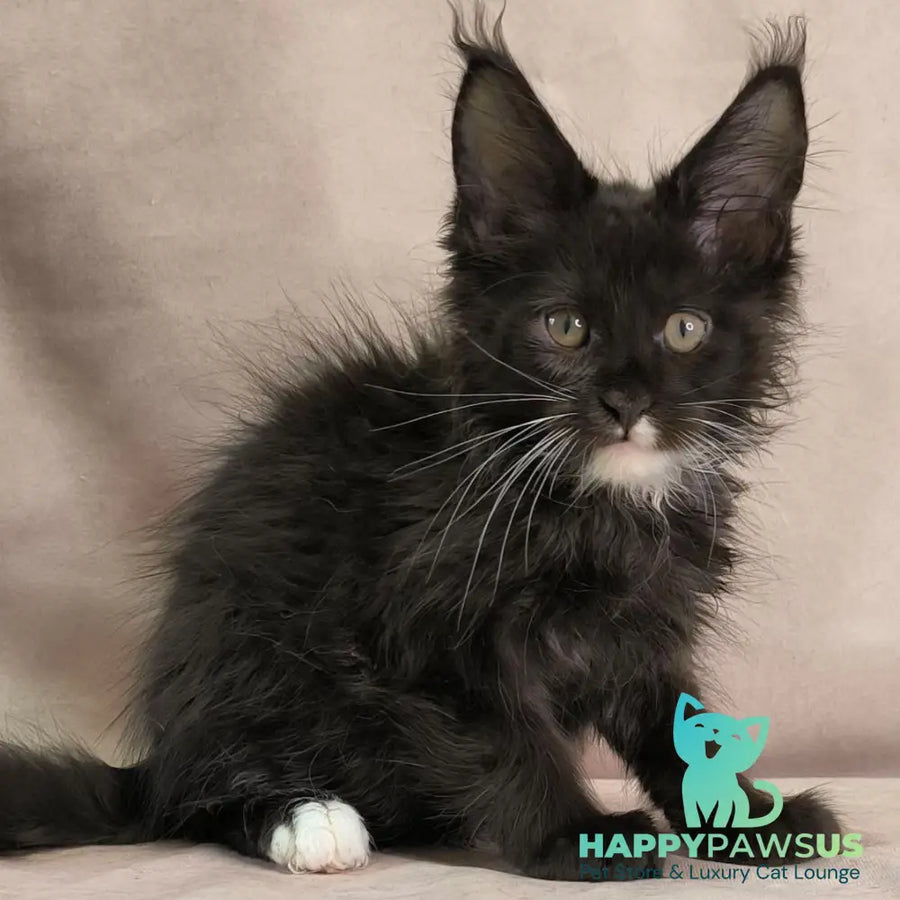 Nandi Maine Coon male black with white - live animals