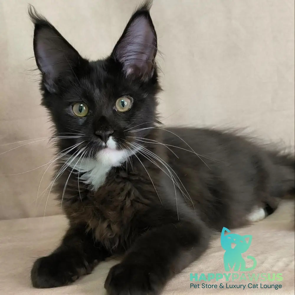 Nandi Maine Coon male black with white - live animals
