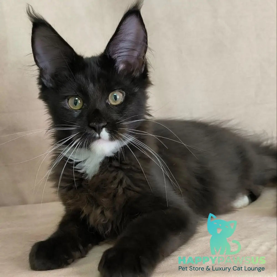 Nandi Maine Coon male black with white - live animals