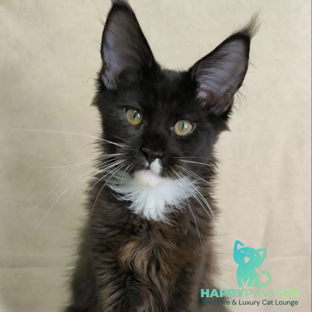 Nandi Maine Coon male black with white - live animals