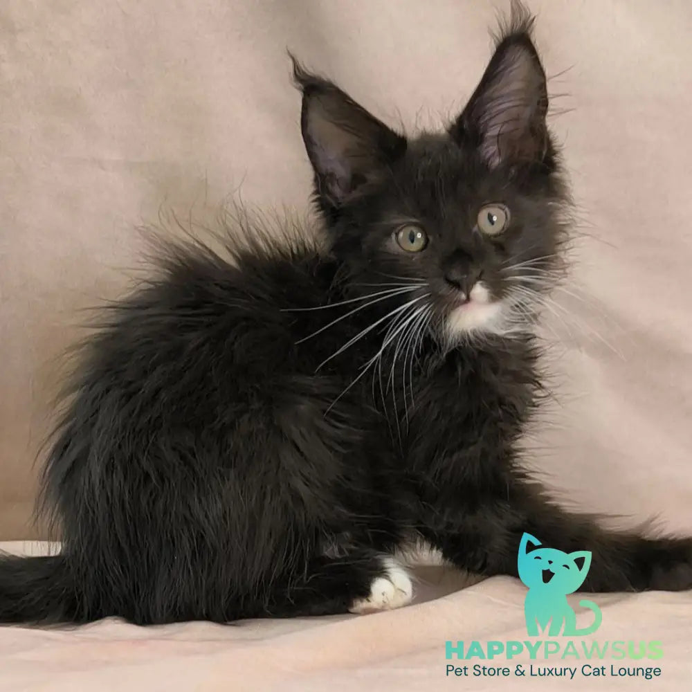 Nandi Maine Coon male black with white - live animals