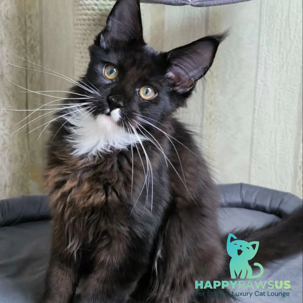Nandi Maine Coon male black with white - live animals