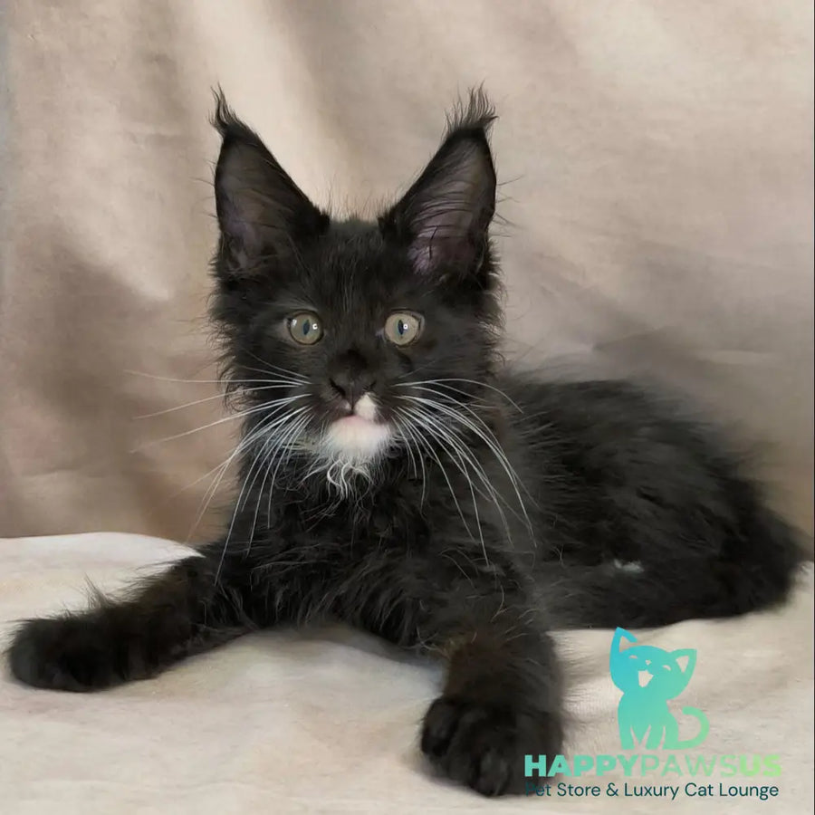 Nandi Maine Coon male black with white - live animals