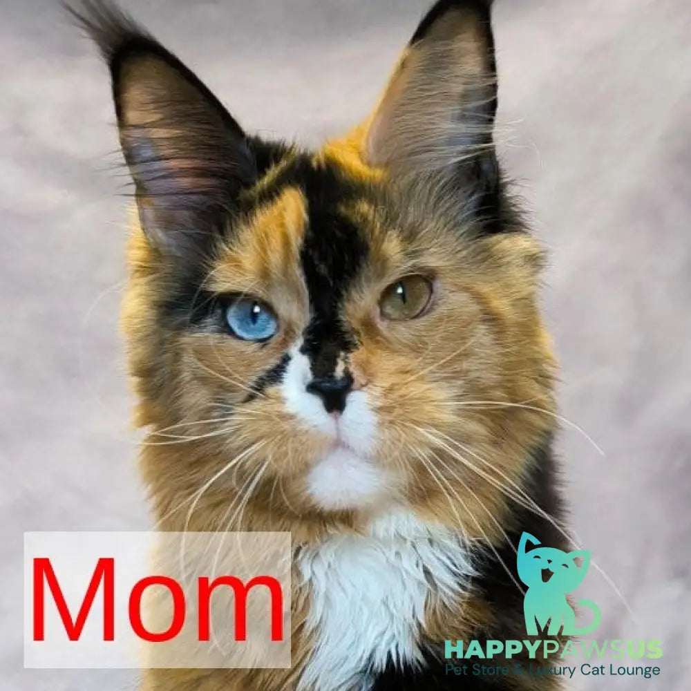 Nandi Maine Coon male black with white - live animals