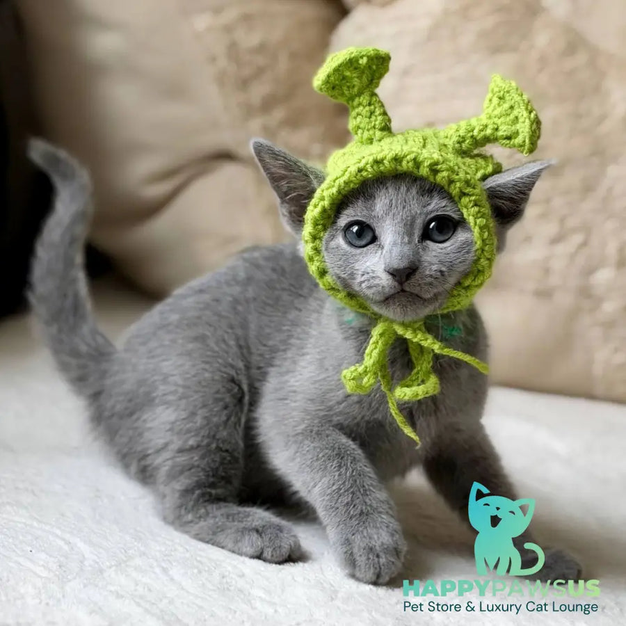 Nanny Russian Blue female blue - live animals
