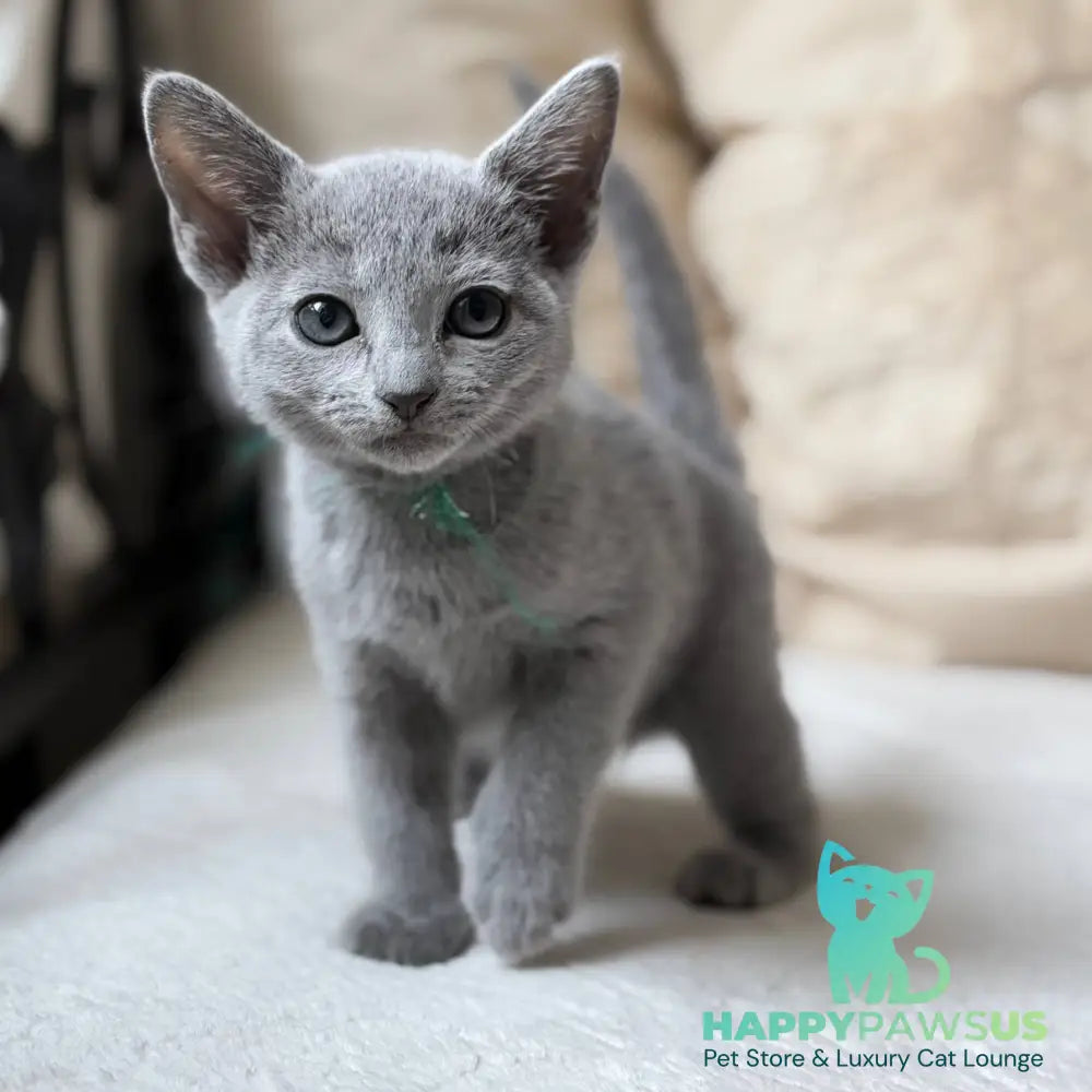 Nanny Russian Blue female blue - live animals