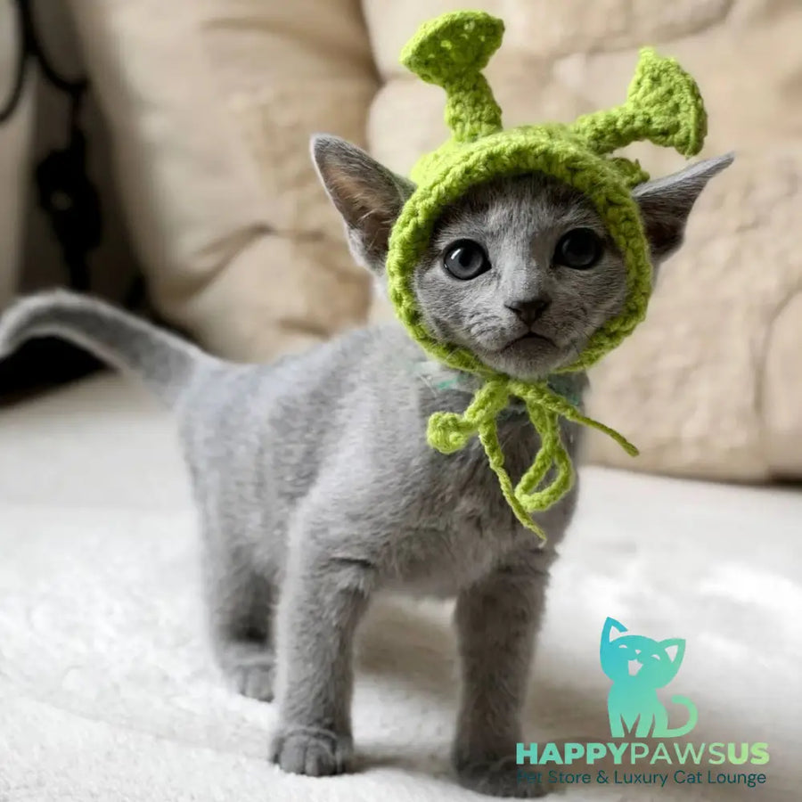 Nanny Russian Blue female blue - live animals