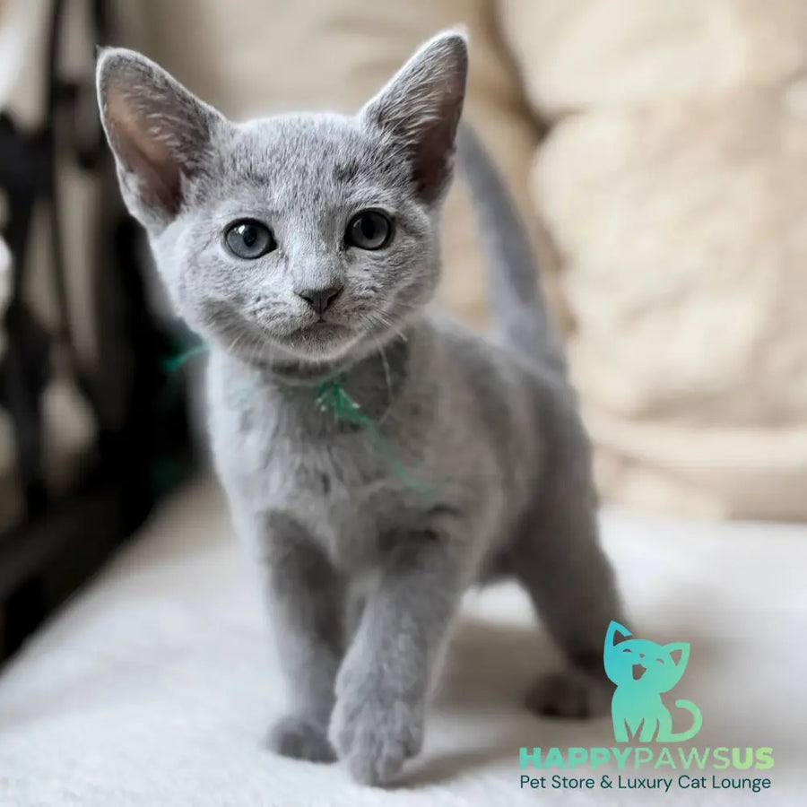 Nanny Russian Blue female blue - live animals