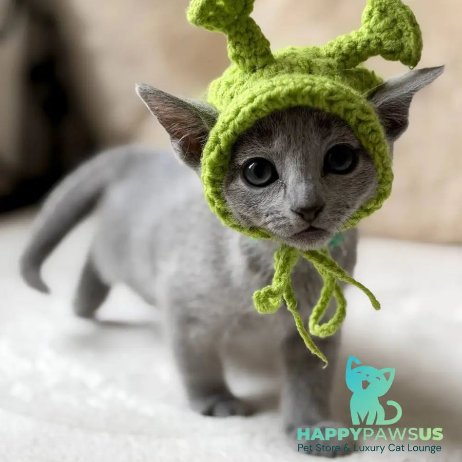 Nanny Russian Blue female blue - live animals