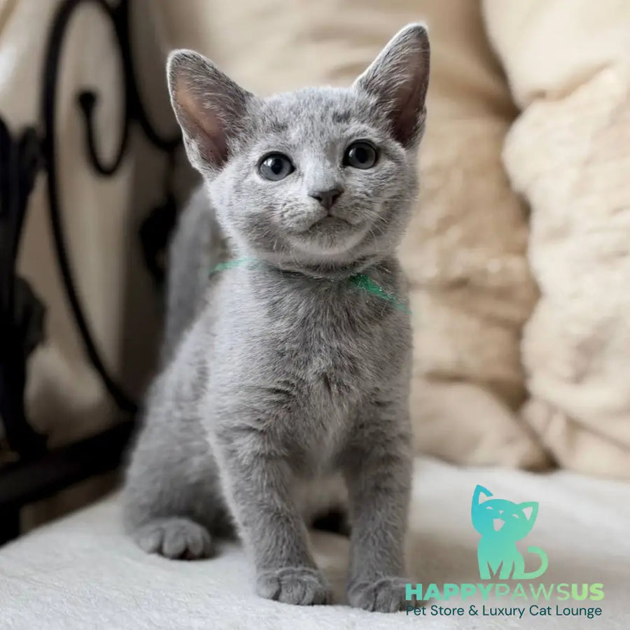 Nanny Russian Blue female blue - live animals