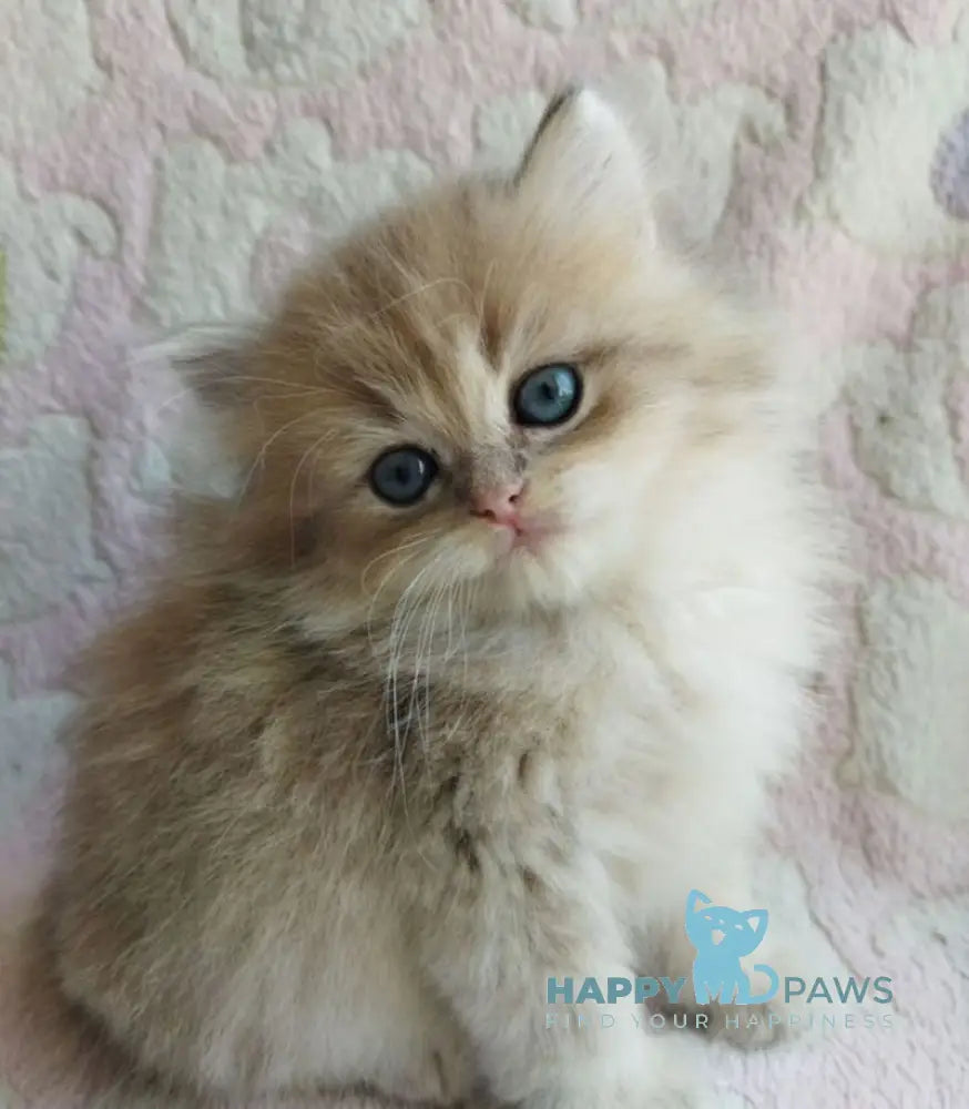 Nanu British Longhair male blue golden shaded live animals