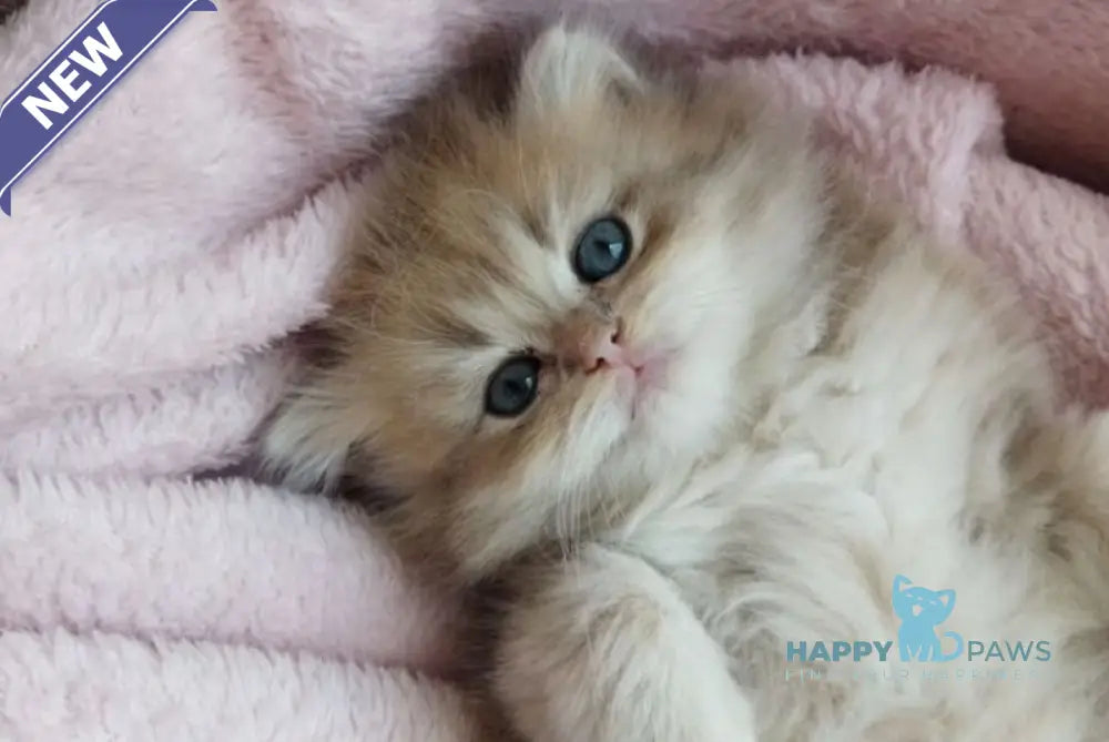 Nanu British Longhair male blue golden shaded live animals