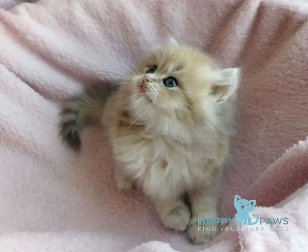 Nanu British Longhair male blue golden shaded live animals