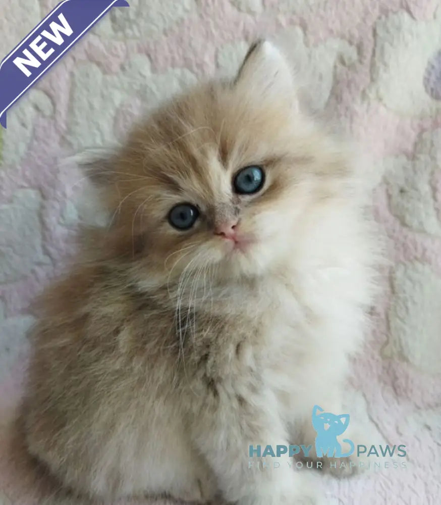Nanu British Longhair male blue golden shaded live animals