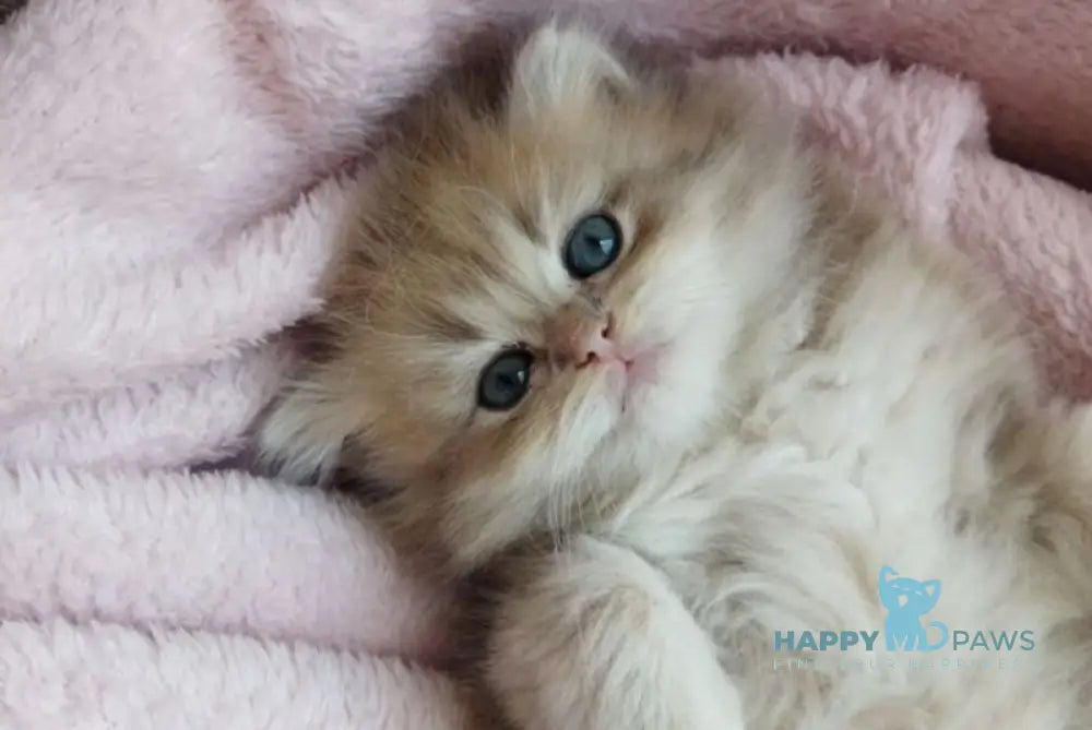 Nanu British Longhair male blue golden shaded live animals