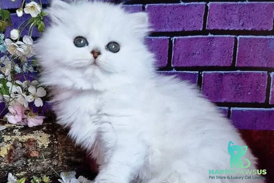 Naomi British Longhair female black silver shaded - live animals