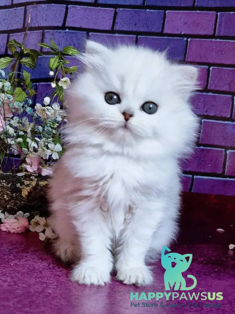Naomi British Longhair female black silver shaded - live animals