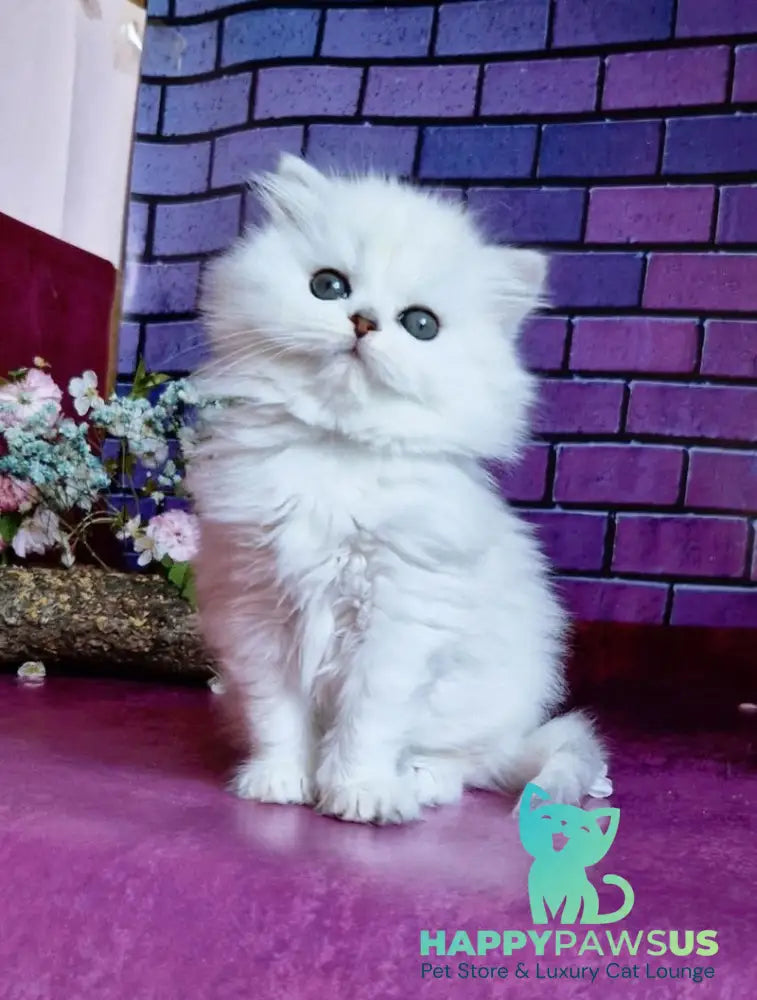 Naomi British Longhair female black silver shaded - live animals