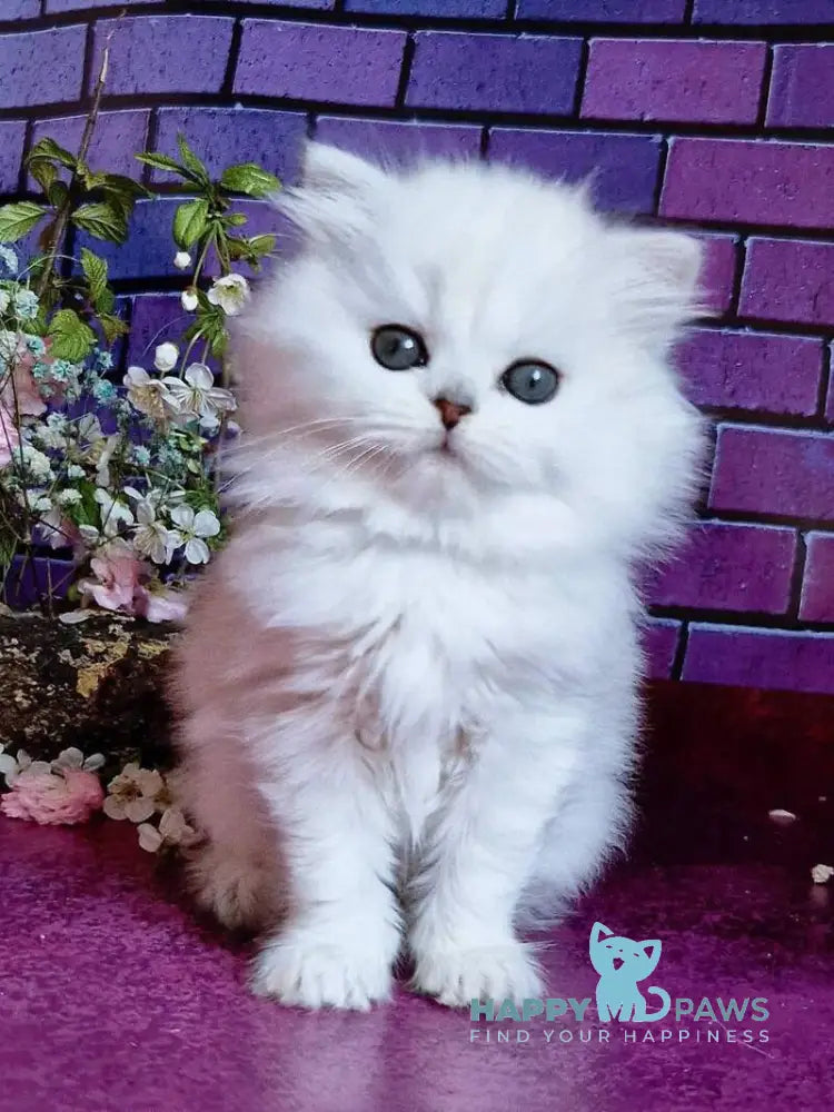 Naomi British Longhair female black silver shaded - live animals