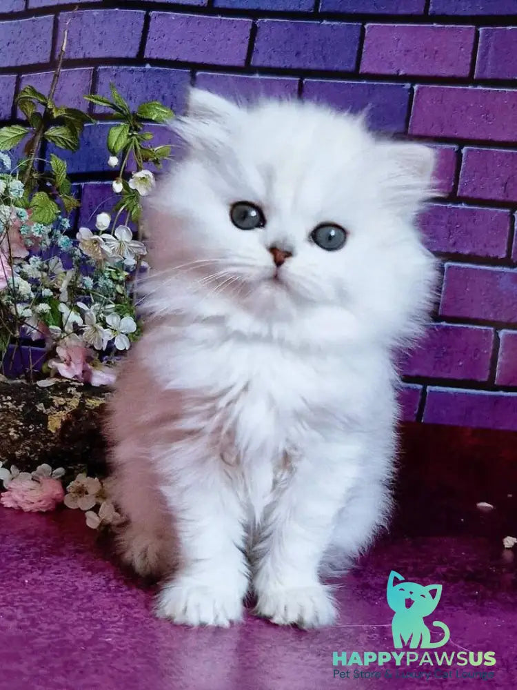 Naomi British Longhair female black silver shaded - live animals