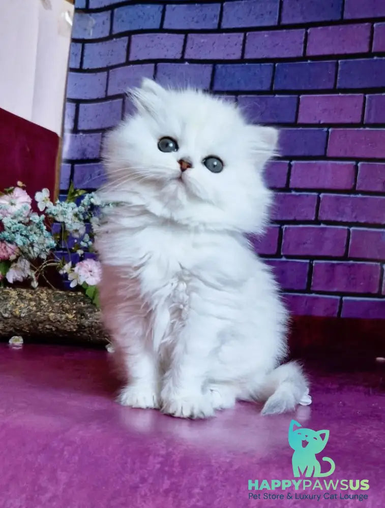 Naomi British Longhair female black silver shaded - live animals