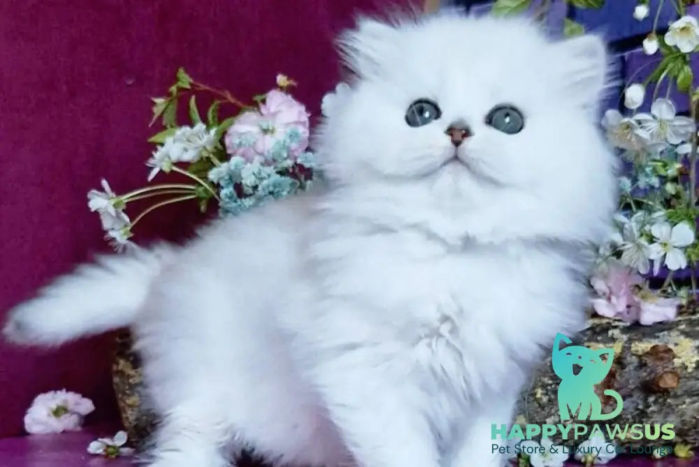 Naomi British Longhair female black silver shaded - live animals