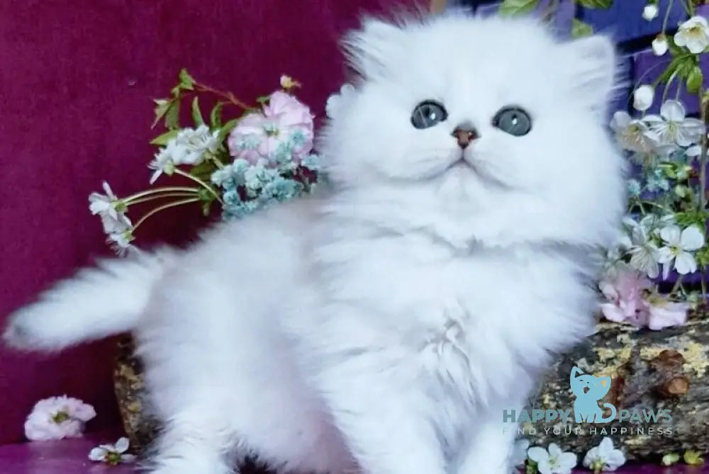 Naomi British Longhair female black silver shaded - live animals