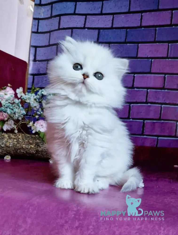 Naomi British Longhair female black silver shaded - live animals