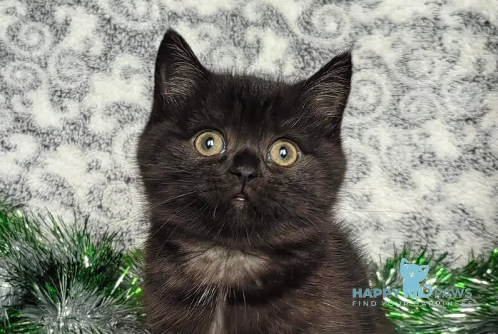 Naomi British Shorthair female black live animals