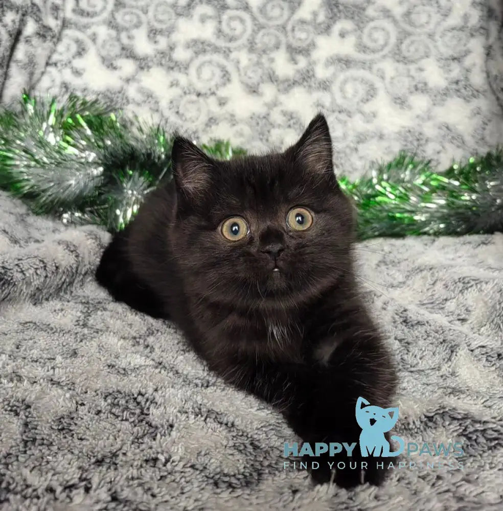 Naomi British Shorthair female black live animals